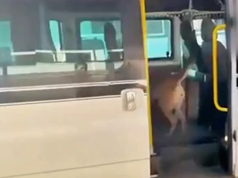 Torbacılara Yönelik Operasyon: 1 Tondan Fazla Uyuşturucu Ele Geçirildi