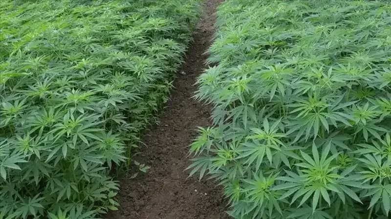 Türkiye'de Kenevir Yetiştiriciliği İçin Tarihi Adım: 21 İl Onay Aldı
