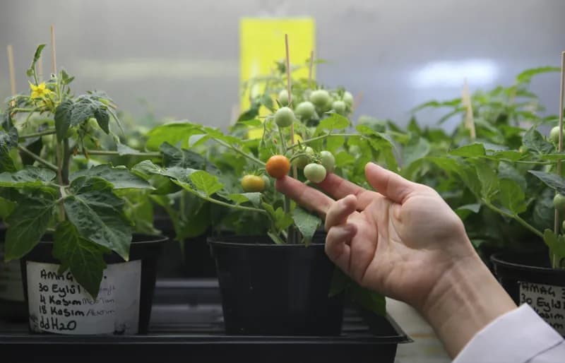 Türk Bilim İnsanları Ay ve Mars'ta Domates Yetiştirmenin Yollarını Buldu!