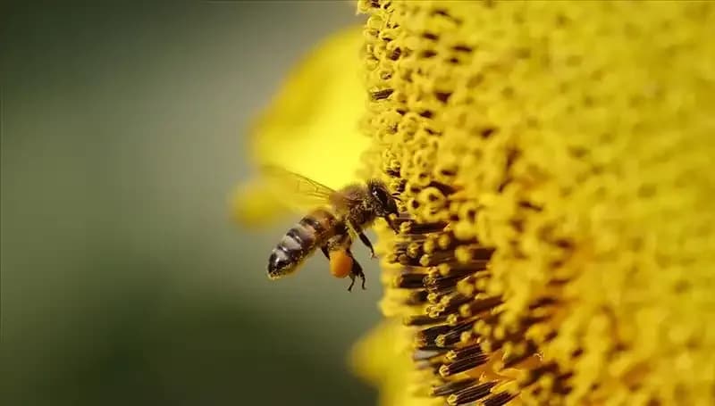 Kır Çiçeklerinde Zehir Birikimi: Arı Ölümlerinin Gizemi Nihayet Çözüldü!