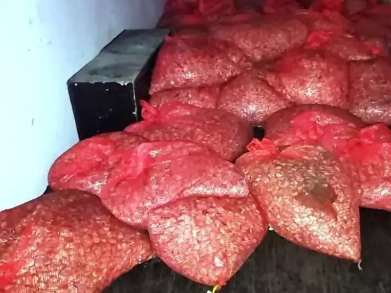 Samsun'da 1,5 Ton Kaçak Midye Operasyonu: Sağlık Tehlikesi Ortaya Çıktı