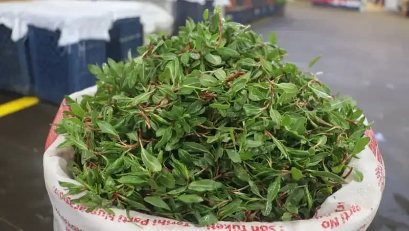 Doğada Ücretsiz Bulunan Şifalı Bitki, Pazarda Yüzleri Güldürüyor