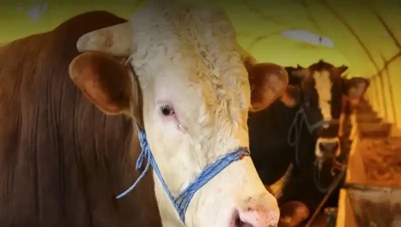 Akika Kurban Nedir? Ne Zaman Kesilir ve Önemi Nedir?