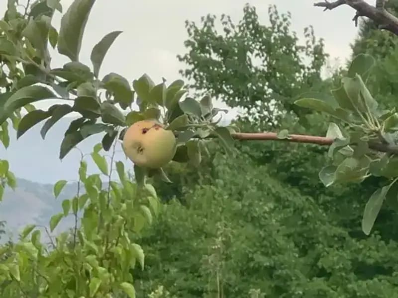 Yüzyılın Don Olayı: Elma Bahçelerinde Yaşanan Kayıplar ve Çürük Meyveler