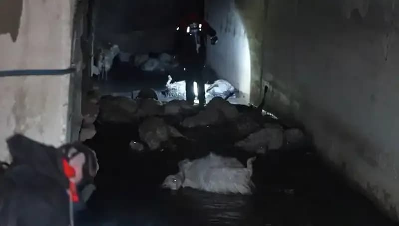 Keskin Koku Alarm Verdi: Doğada Yüzlerce Hayvan Telef Oldu