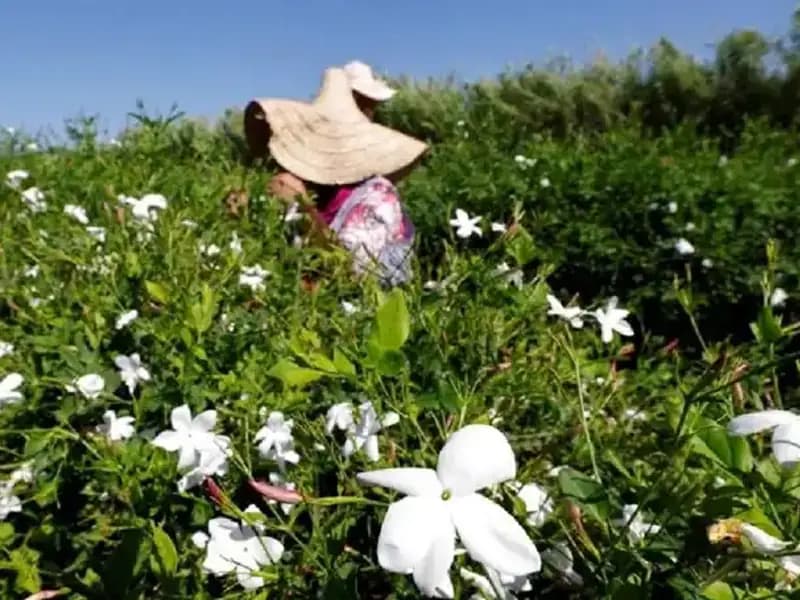 Küresel Isınma Yaseminleri Vurdu: Doğanın Dengesi Bozuluyor