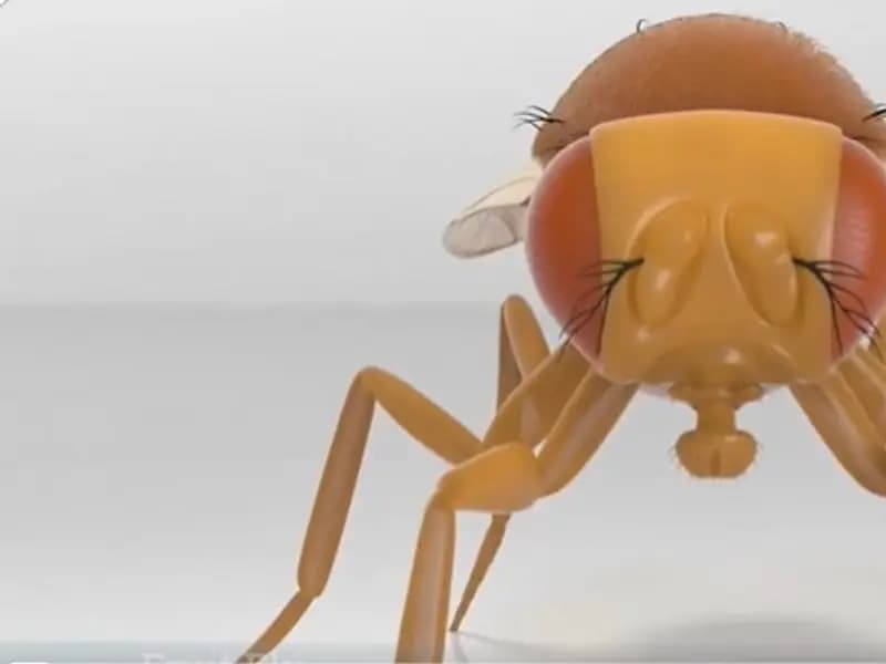 Bilim İnsanları Sinek Beynini Bilgisayara Aktardı mı?