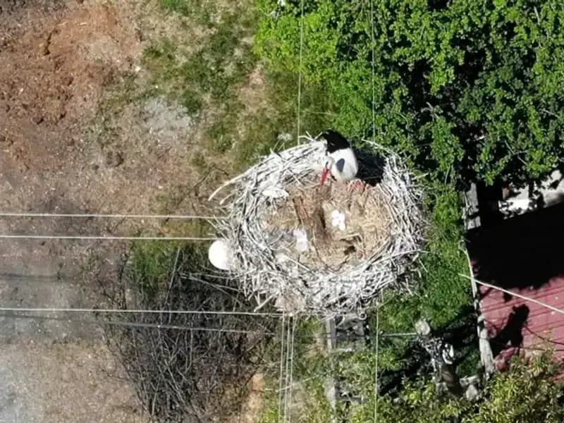 Baharın Temsilcisi Kırlangıçlar Yuvaya Döndü: 22 Yılın Ardından Geliyorlar