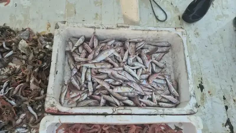 Denizden Gelen Taze Deniz Ürünleri: Limanda Fırtına Gibi Satış Başladı!