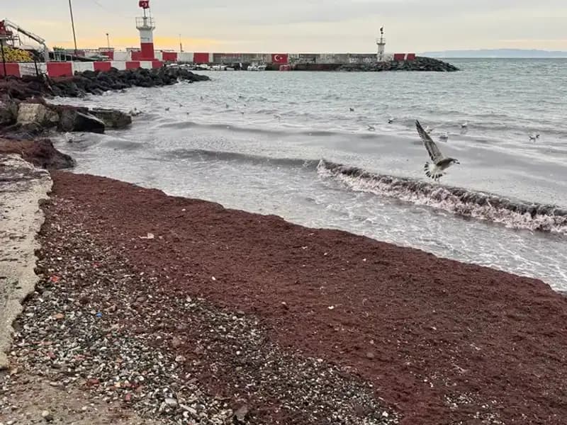 Tekirdağ’da Sahiller Neden Kıpkırmızı? Doğa Olayına Bir Bakış