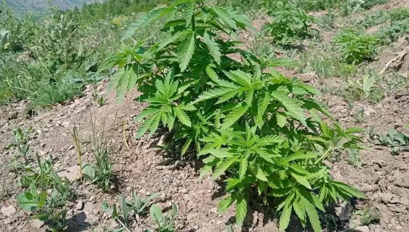 Bingöl'de Kenevir ve Kaçak Tütün Operasyonu: Neler Yaşandı?