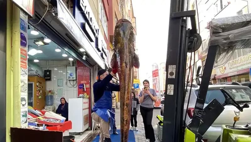 Meriç Nehri'nde Avlanan Dev Balık: 3 Metre Uzunluğunda ve 450 Lira Değerinde