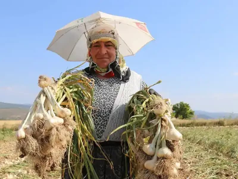 Kavurucu Sıcaklarda Bin 200 TL Kazananların Zorlu İş Mücadelesi