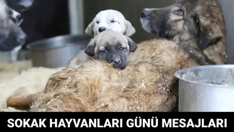 Dünya Sokak Hayvanları Günü: Tarih ve Anlamı ile Duygu Dolu Mesajlar