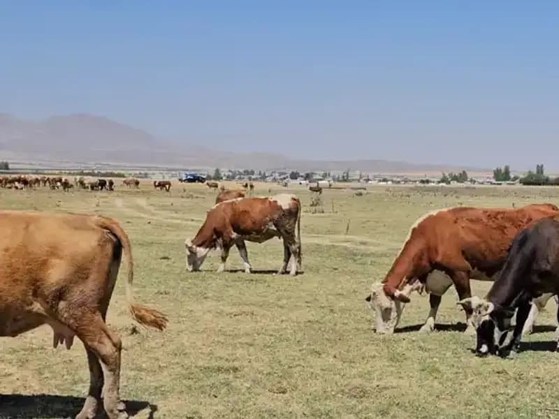 Arin Gölü'nün Kuruması: Su Sıkıntısı ve Çevresel Etkiler