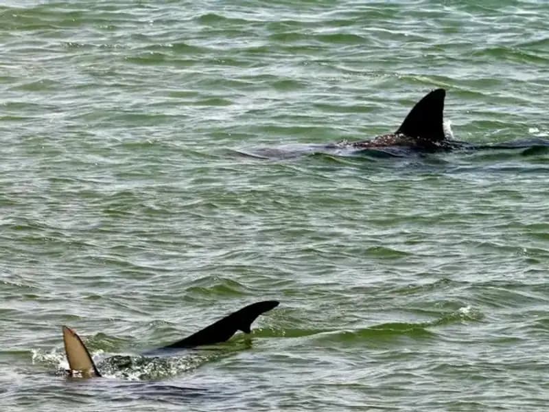 Küresel Köpekbalığı Saldırıları: Sosyal Medya ve Ünlüler Mi Üzerinde Etkili?
