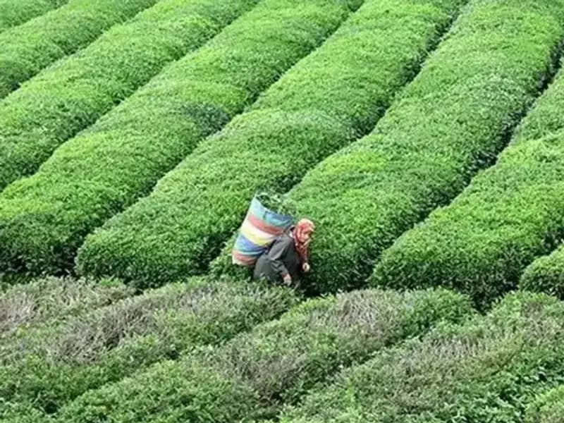 ÇAYKUR, Bayramda Da Yaş Çay Alımını Süreklilikle Gerçekleştirecek!