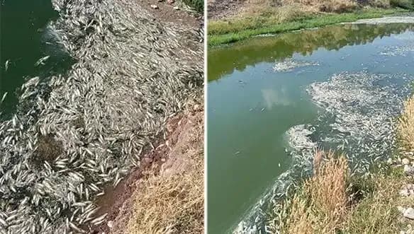 Karasu Çayı’ndaki Gizemli Balık Ölümleri: Nedenleri Araştırılıyor