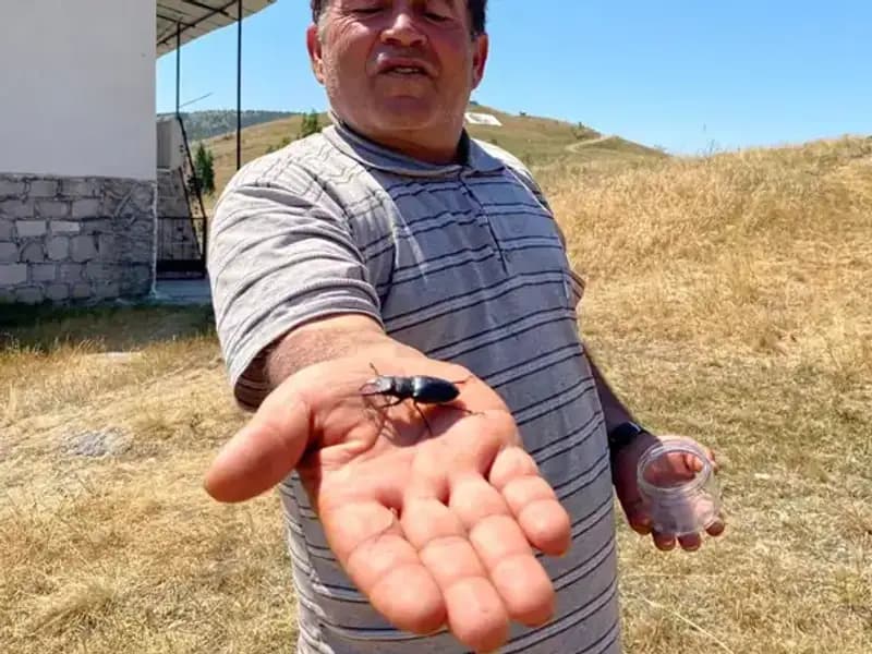 Sivas’ta Görülen Bu Böceği Öldürmenin Cezası 557 Bin TL!