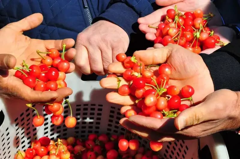 İlk Hasat Sevinci: Ürün Kilosu 3 Bin 500 TL'den Satışa Sunuldu