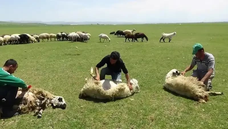 3.370 Rakımda Koyun Kırkma Zamanı: Dağların Zirvesinde Bir Gelenek