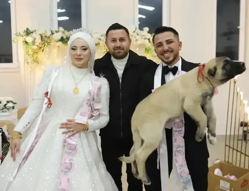 Düğün Gelin Damat Mübadele Ediyor: Takı Yerine Çoban Köpeği Hediye Edildi!