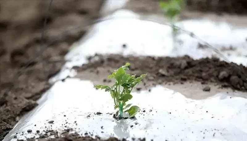 Zirai Don Desteği Başvurusu: Adım Adım Rehber ve Şartlar