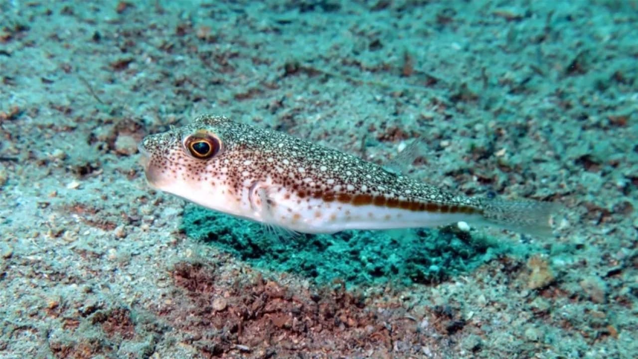 Denizlerdeki istilacı türlere yönelik TurIST projesi hayata geçirildi.