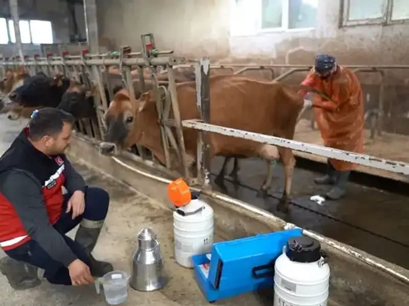 Trabzon'da Jersey Sperması ile Hayvancılıkta Yeni Bir Dönem Başlıyor