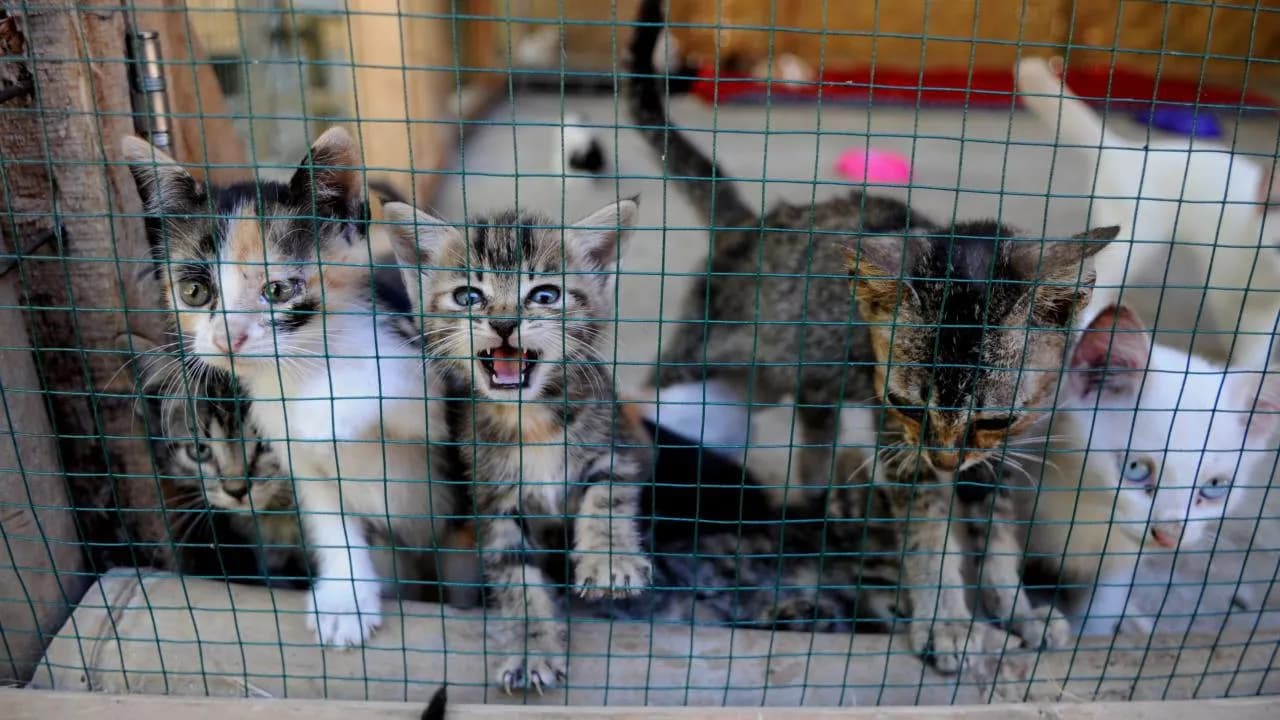 Sahiplendiği Hayvanı Kaybedenler 3 Yıl Hayvan Sahiplenemeyecek