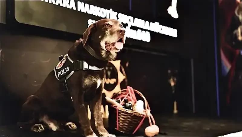 Ankara'nın Narkotik Kahramanı 'Toma' Emekli Oldu: 11 Yılın Hikayesi