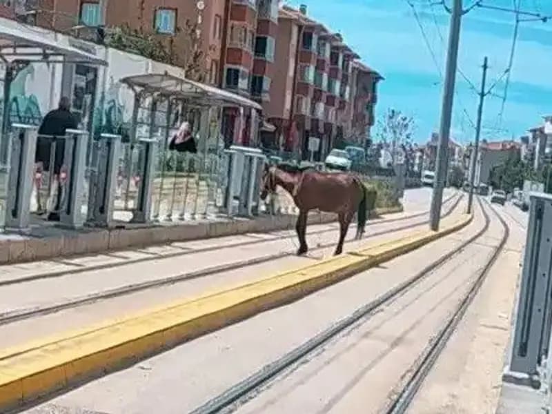 Eskişehir Tramvay Raylarında Başıboş Gezen At Görüntüleri Şaşkınlık Yarattı