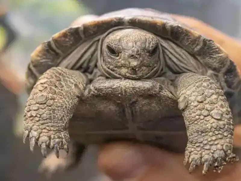 100 Yaşında İlk Defa Ebeveyn Olan Kaplumbağalar: Tükenme Tehlikesine Karşı Umut Var!