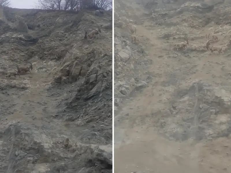 Diyarbakır'da Nesli Tükenme Tehlikesi Altındaki Dağ Keçileri