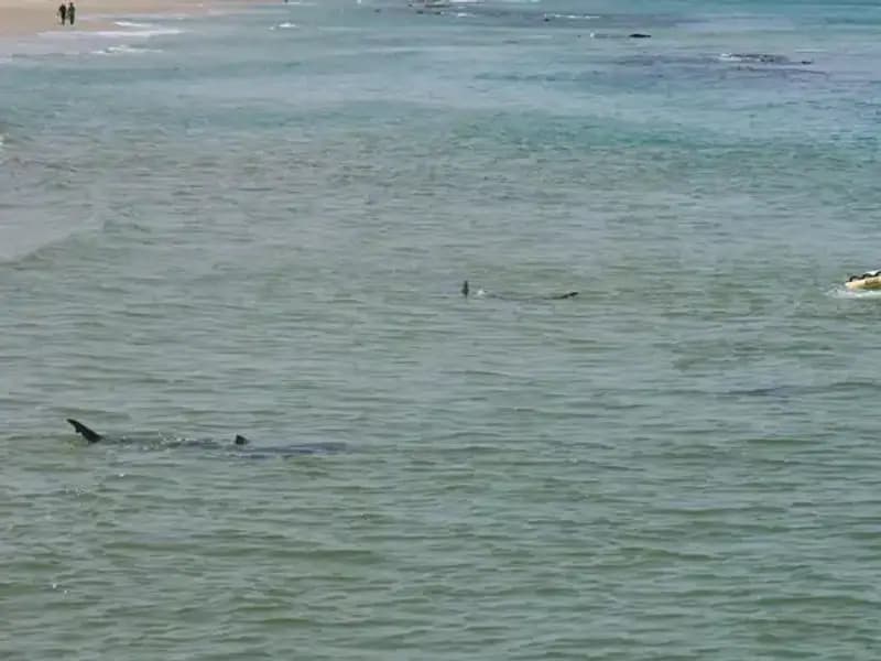 İsrail’de Köpek Balığı Saldırısı: Kayıp Yüzücü İçin Yeni Arama Çalışmaları Başlatıldı