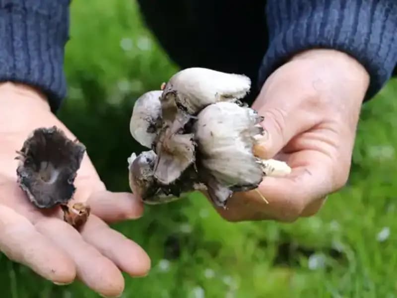 Türkiye'nin Doğasında Yetişen 40 Tür: Bilinçsiz Tüketim Tehlikesi