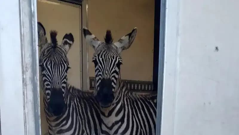 Sınırda Durdurulan Minibüsten 2 Zebra, 6 Maymun ve Daha Fazlası!