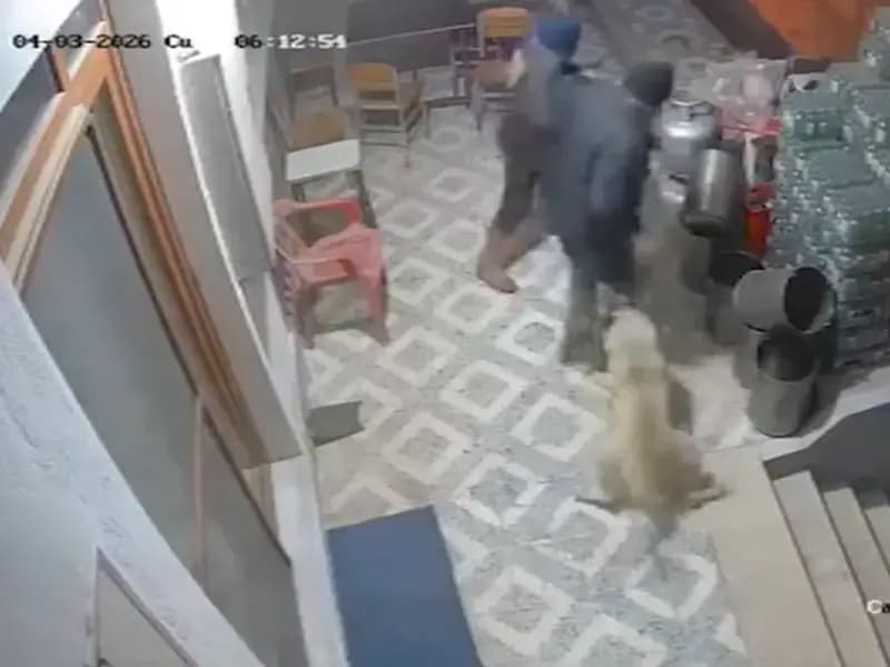 Manisa'da Sahipsiz Köpekler Bir Adamın Parmak Kaybına Neden Oldu