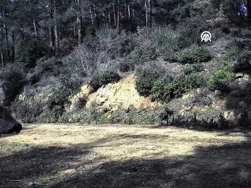 Tekirdağ'da Yaban Hayatı Keşfi: 3 Karaca Görüntülendi