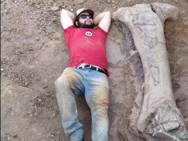 Brezilya'da Yeni Dev Dinozor Türü Keşfedildi: 20 Metre Uzunluğunda