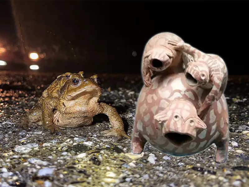 Domaniç’te Kurbağaların Geleneksel İlkbahar Göçü Başladı