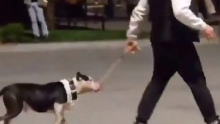 Ağızlıksız Pitbull, Başka Köpeklere Saldı: Sahibine Para Cezası Kesildi