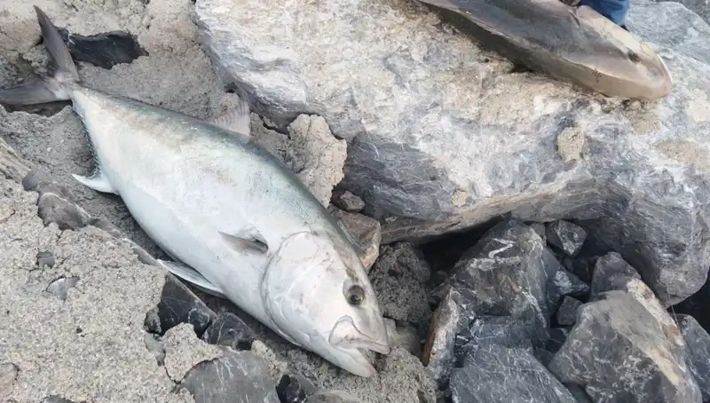 65 Kilogramlık Dev Balık Oltayla Yakalandı, Sahibi 18 Bin TL'ye Satışta