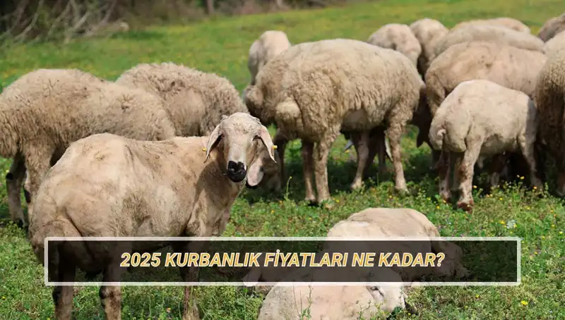 2025 Kurban Fiyatları Açıklandı: Büyükbaş ve Küçükbaş Kurban Maliyetleri Nedir?