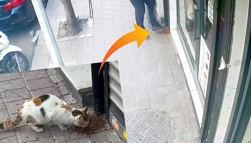 Kedilerin Mamalarını Dağıtıp Kaçan Gizemli Hayvan: Kimya Gözaltında!