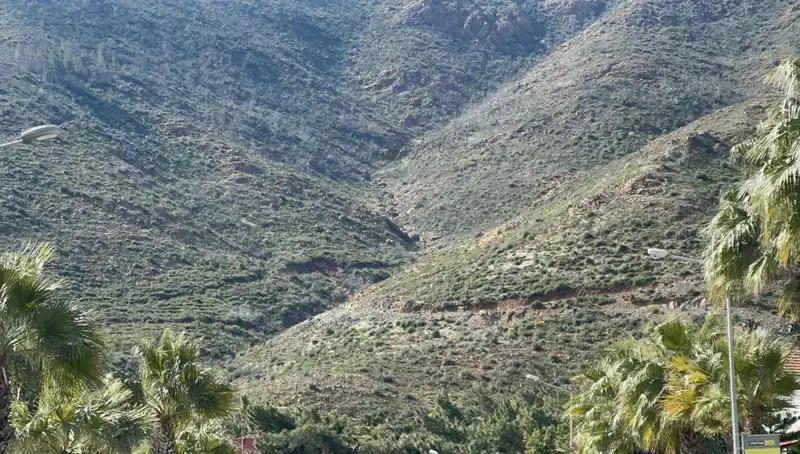 Marmaris Ormanları Yangın sonrası Yeniden Canlanıyor: Tohumlar Fidana Dönüşüyor