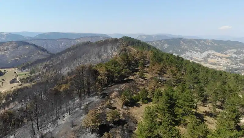 Bolu'da 5 Milyondan Fazla Fidan Toprakla Buluşuyor: Yeşil Bir Gelecek İçin Adım