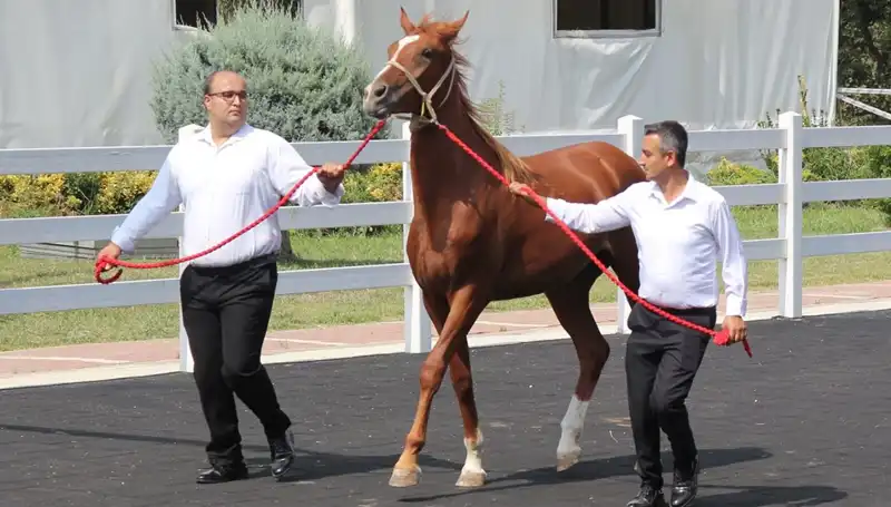 Taşkın Kral: Doğanın Gücünü Yeniden Tanımlayan Rekor Sefer
