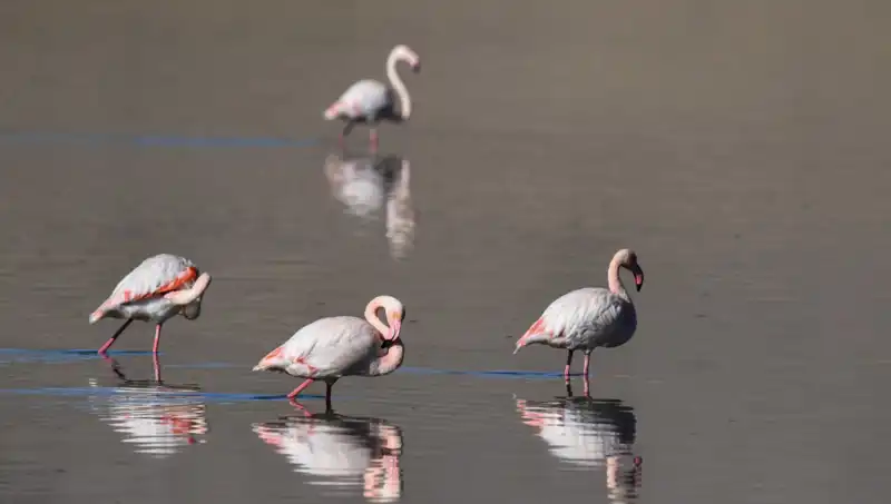 Kuraklık Tehditi: Kuş Cennetindeki Flamingo Sayısında Büyük Düşüş
