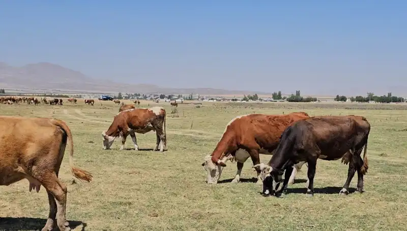 Arin Gölü'nün Kuruması: Su Sıkıntısı ve Çevresel Etkiler